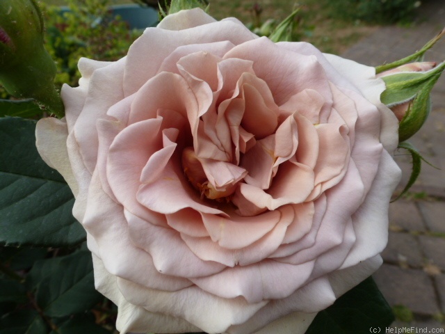 'Mokarosa ®' rose photo