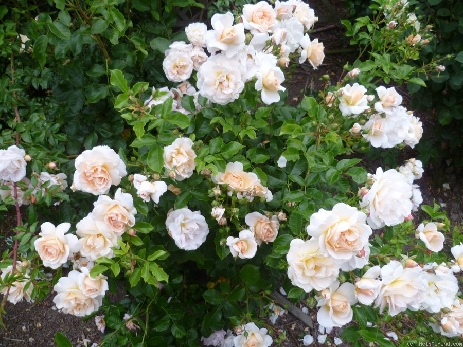 'Isarperle ®' rose photo