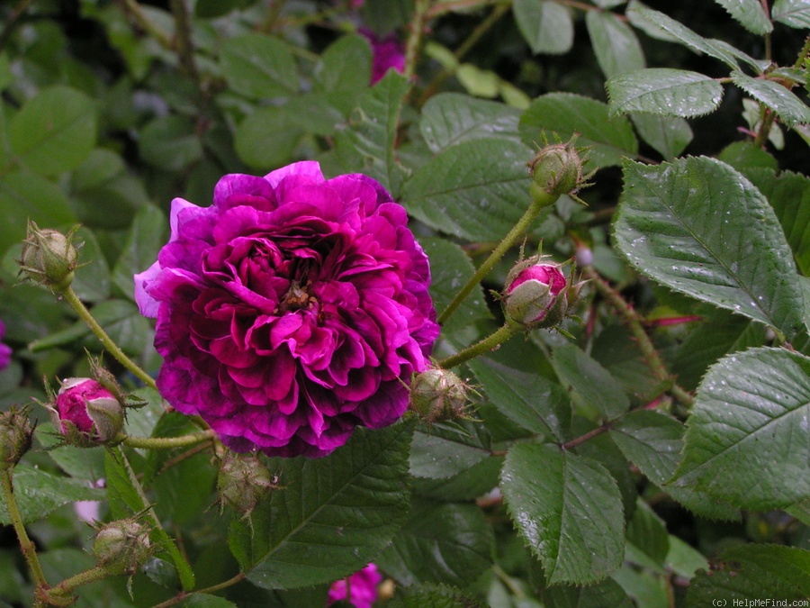 'Himmelsauge' Rose Photo