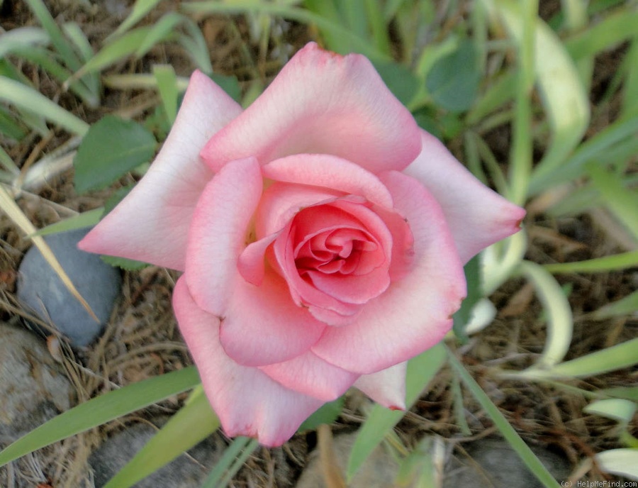 'Cranford' rose photo