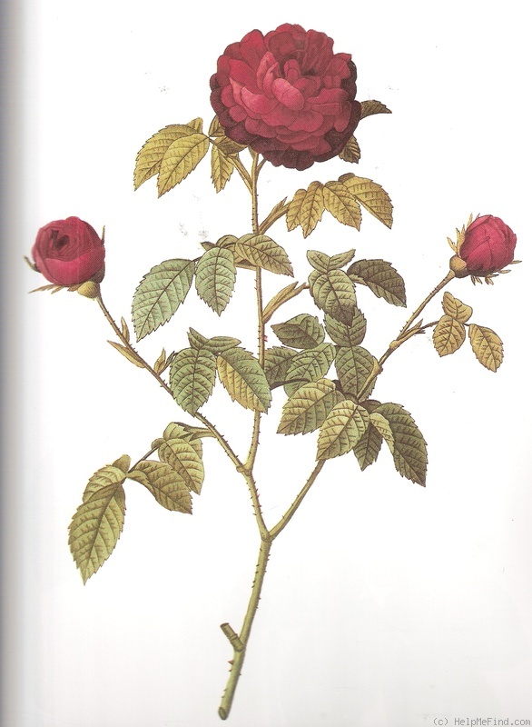 'Petite Renoncule' rose photo