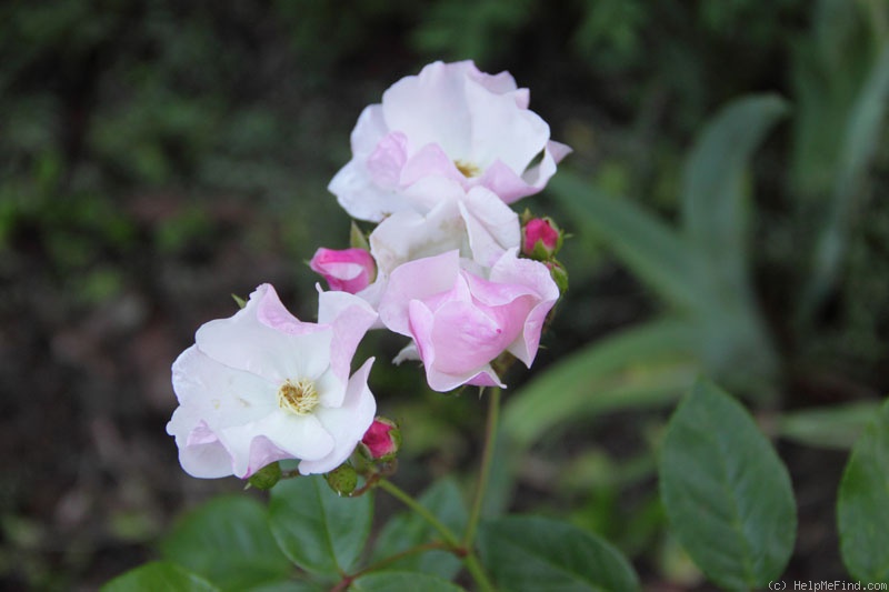 'Little Butterfly' rose photo