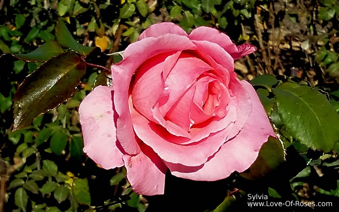 'Sylvia (hybrid tea, Kordes, 1979)' rose photo