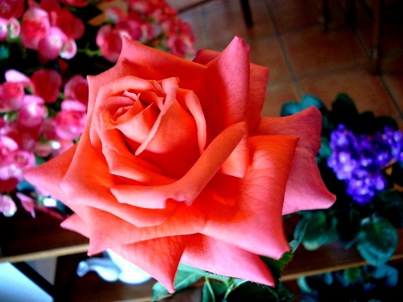 'Anne Vanderlove ®' rose, click to enlarge 'Anne Vanderlove ®' rose photo