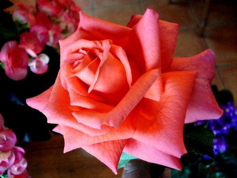 'Anne Vanderlove ®' rose, click to enlarge 'Anne Vanderlove ®' rose photo