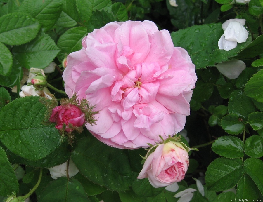 'Centifolia Muscosa' rose photo