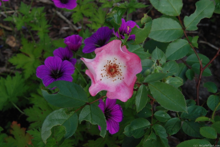 'Bingo (shrub, Mouchotte/Meilland, 1994)' rose photo