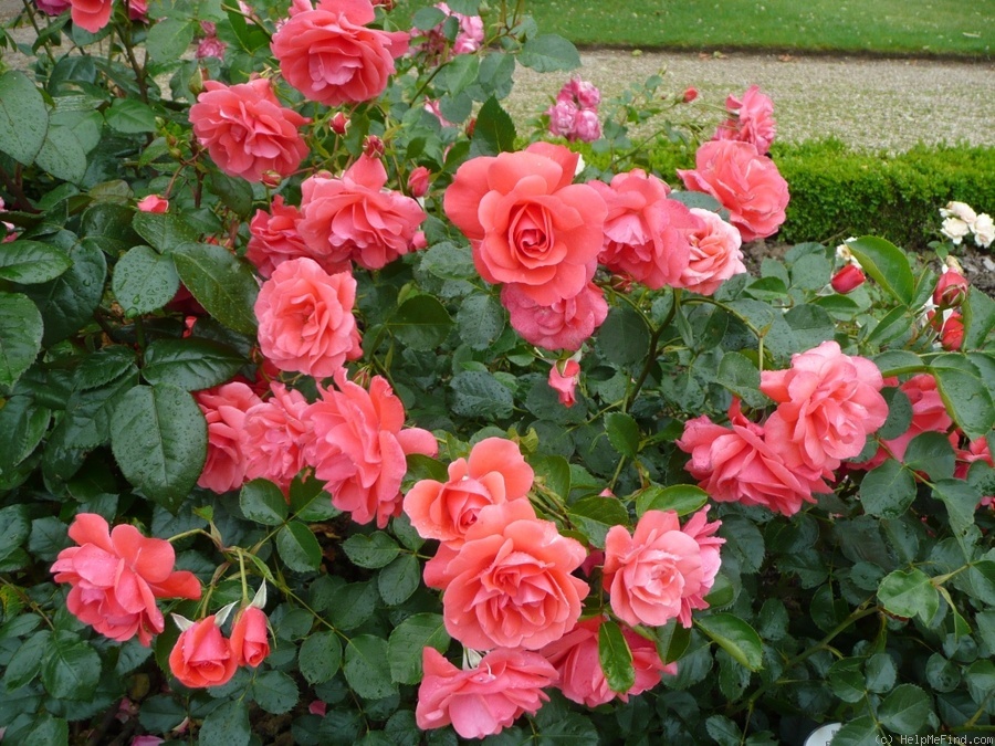 'Riberhus ™' rose photo