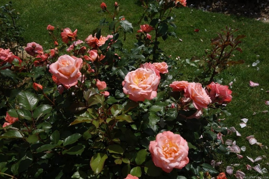 'Yengo ™' rose photo
