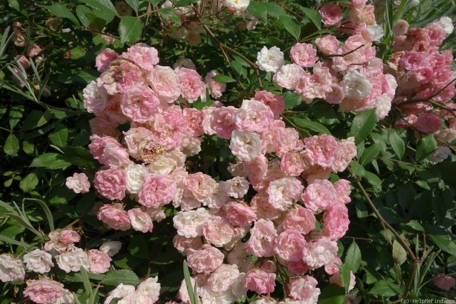 'Alba Meidiland ™' rose photo