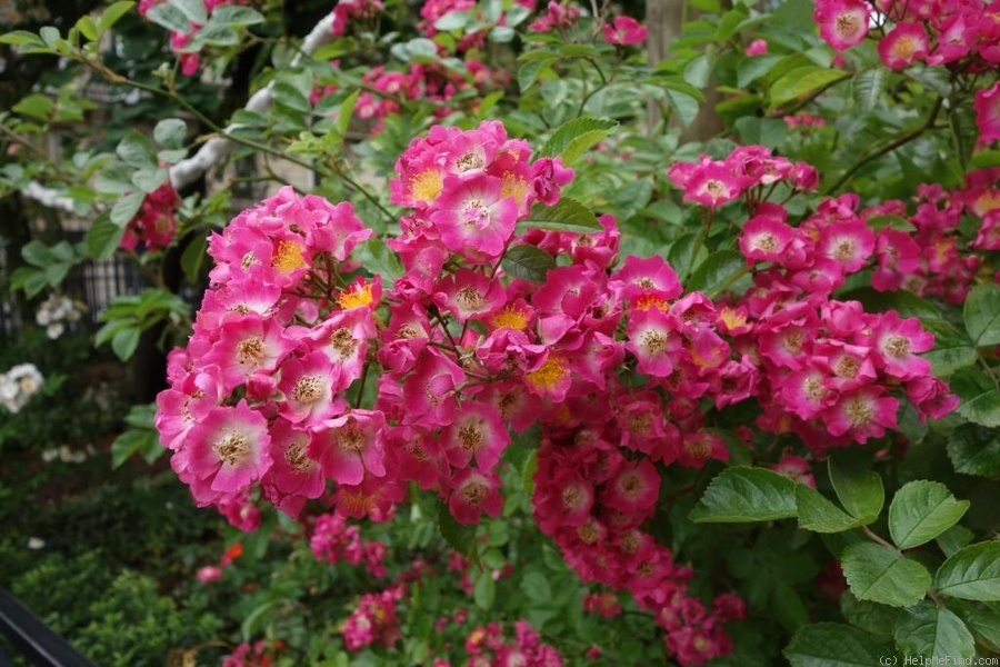 'Maria Lisa' rose photo