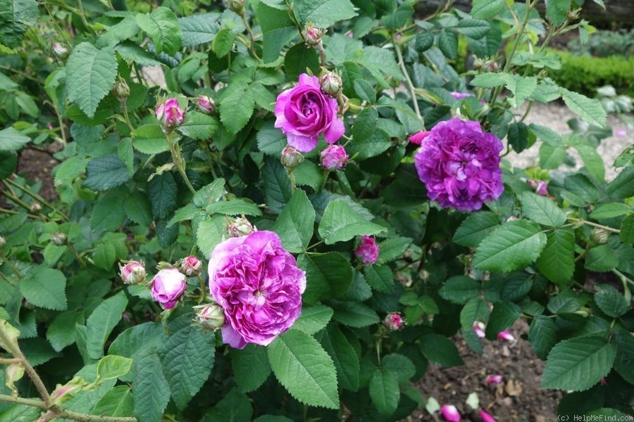 'Hector' Rose