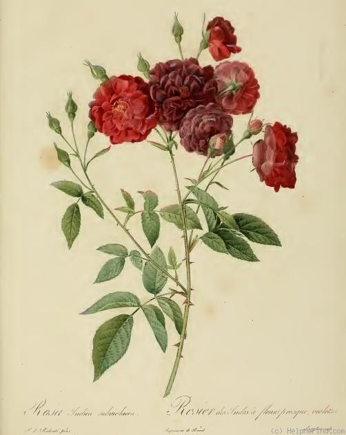 'Rosa Indica Subviolacea' rose photo
