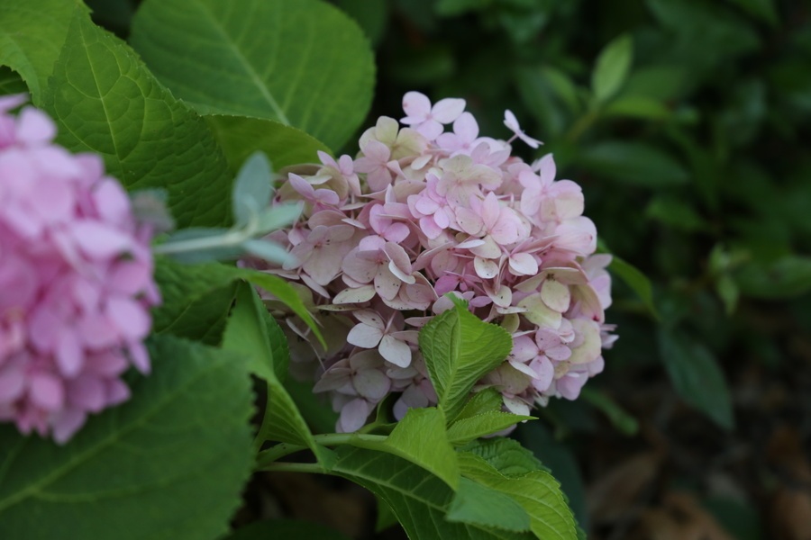 'Locus Amoenus, the garden at the Cameron-Robinson home'  photo