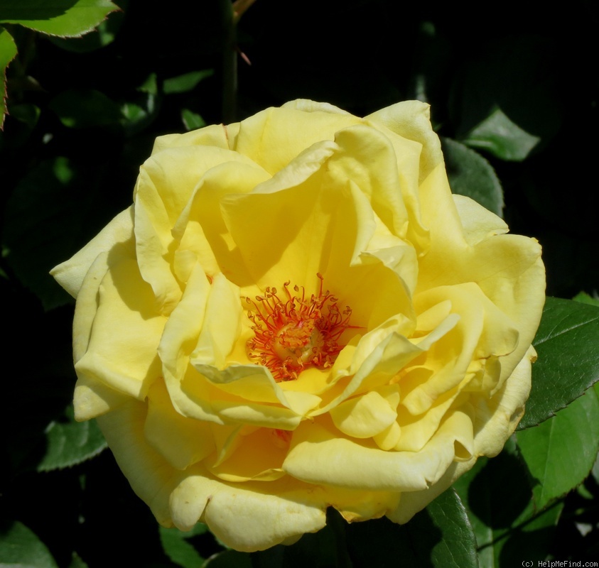 'Eternal Flame (hybrid tea, Meilland 2007)' rose photo