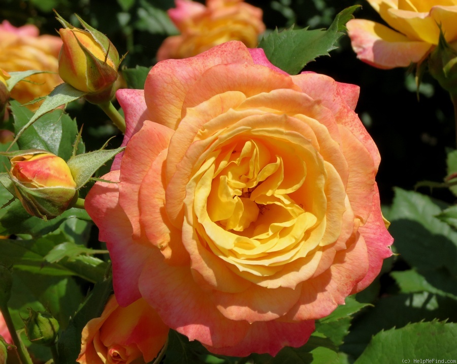 'Garden Delight' rose photo