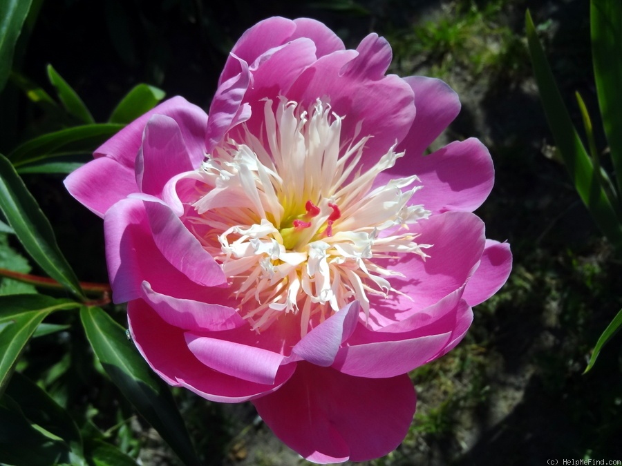 'Bowl of Beauty' peony, click to enlarge 'Bowl of Beauty' peony photo