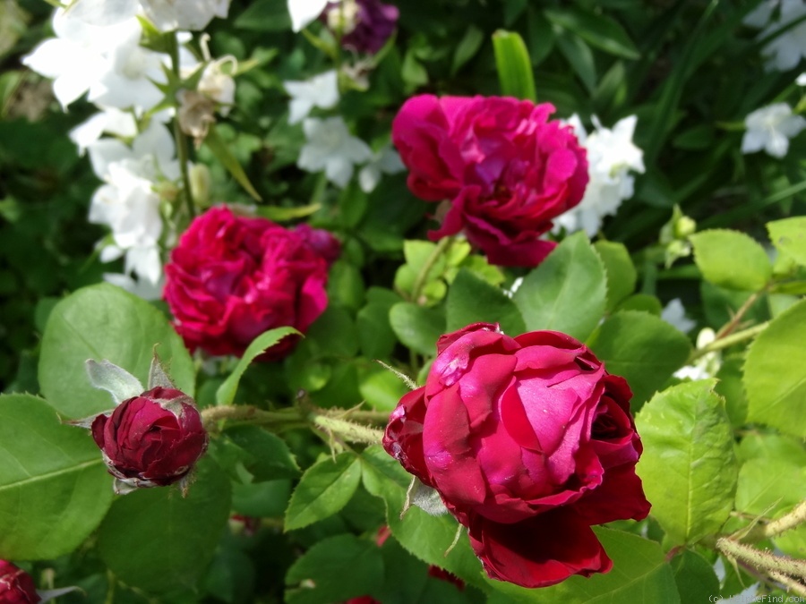 'Souvenir de Pierre Vibert' rose photo