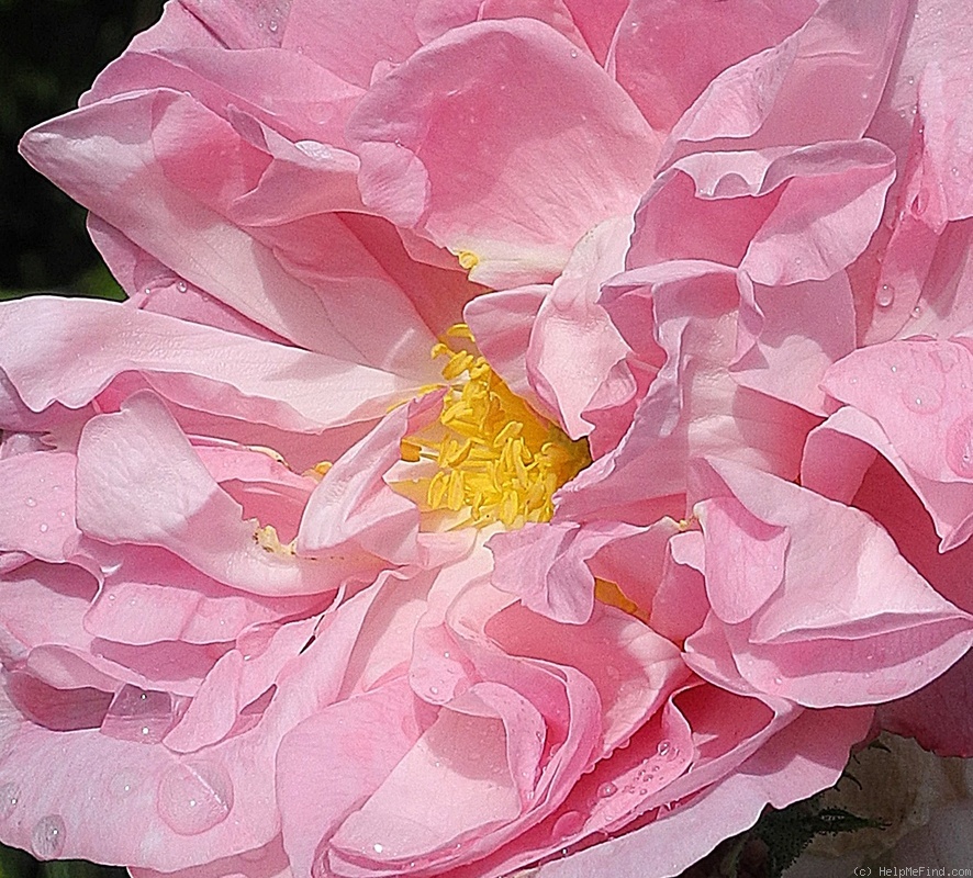 'Celsiana' rose photo