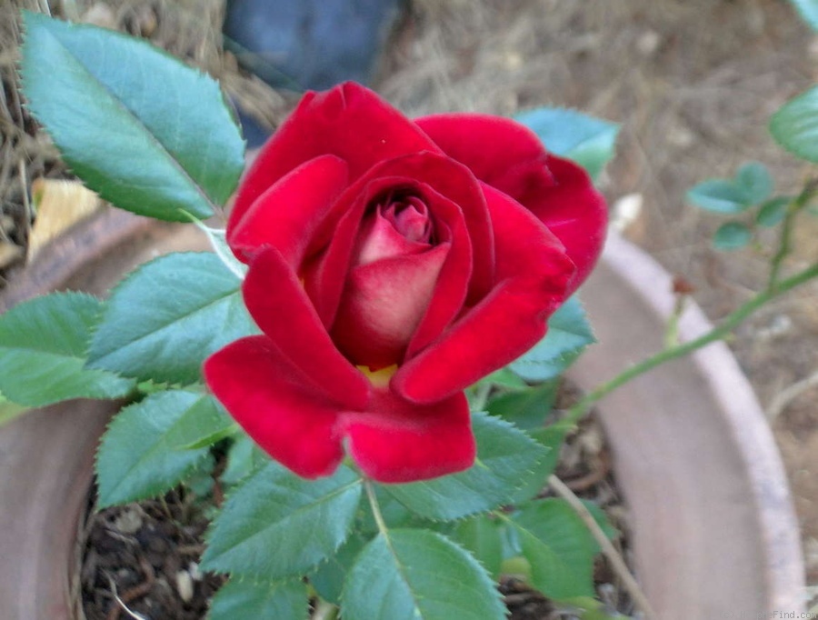 'Paula Smart' rose photo