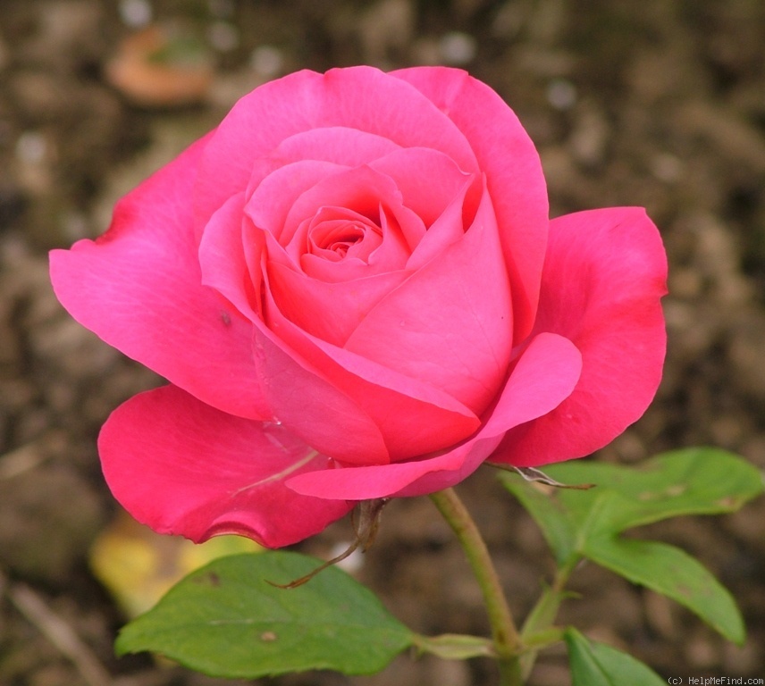 'A Caen la Paix ®' rose photo