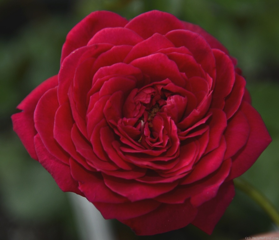 '15001 Princess Alexandra Of Kent Seedling' rose photo