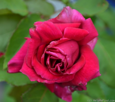 'Ducher 1845 ®' rose photo