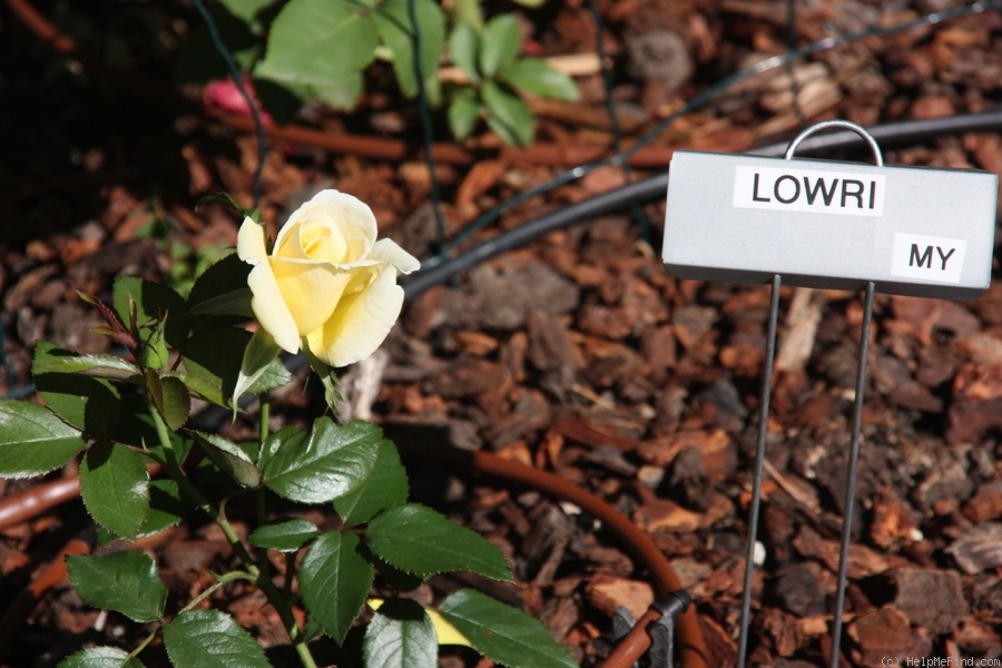'Lowri' rose photo