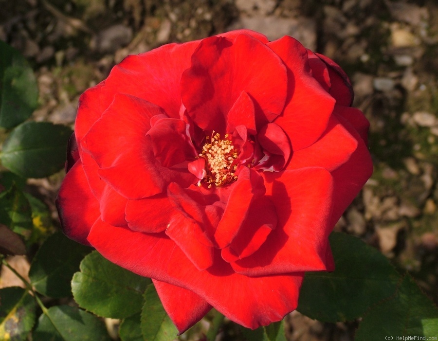 'Abbé Lemire' rose photo