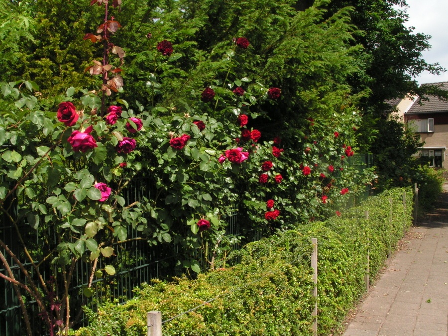 'Jay-Jay's' , click to enlarge 'Jay-Jay's'  photo