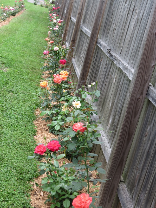 'Andrea's Michigan Rose Garden'  photo