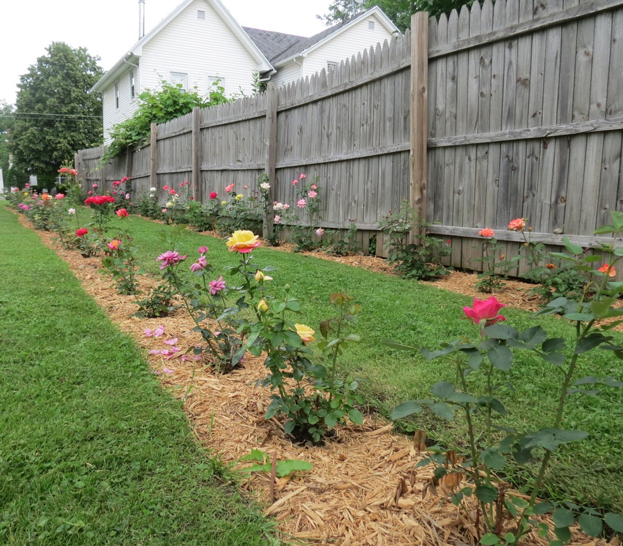 'Andrea's Michigan Rose Garden'  photo