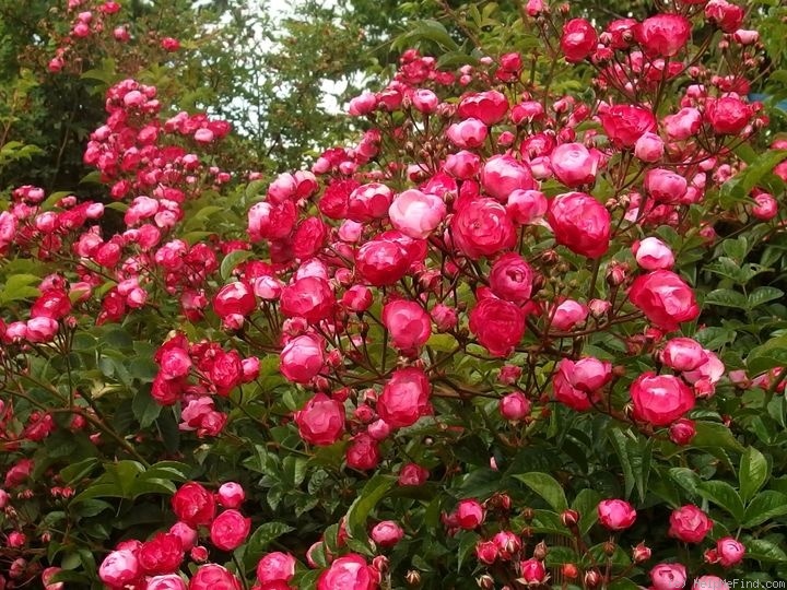 'Prinz Henri' rose, click to enlarge 'Prinz Henri' rose photo