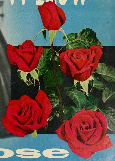 'Merry Widow' rose photo