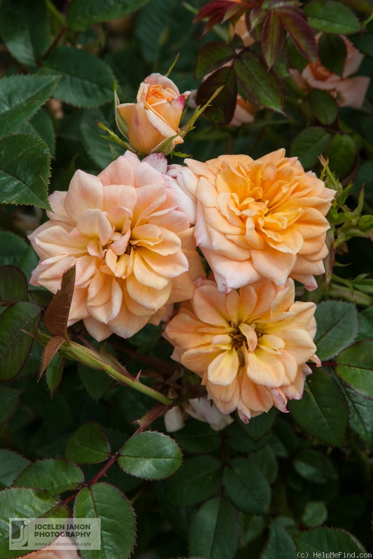 'Celtic Honey' rose photo