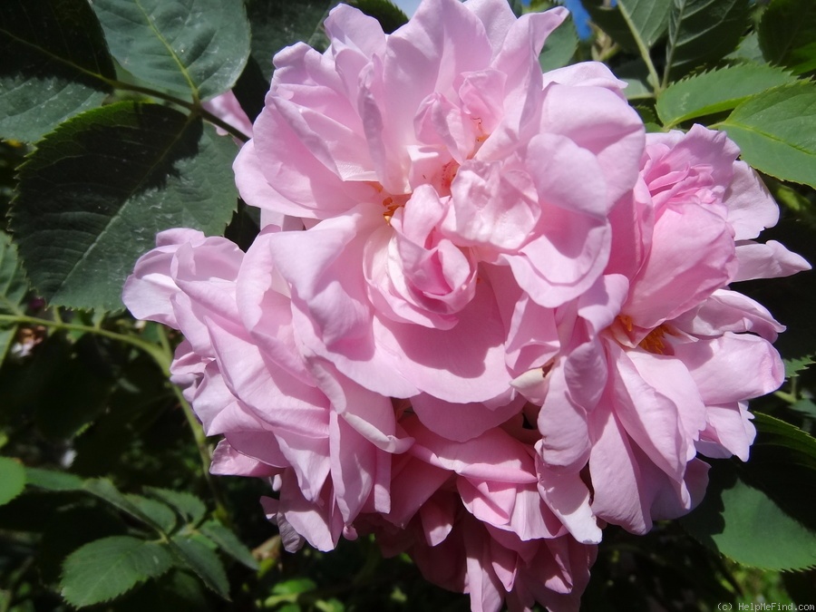 'Céleste (alba, syn. 'Celestial')' rose photo