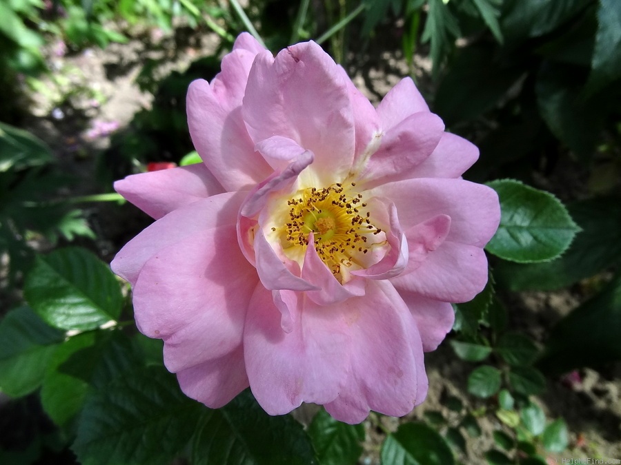 'Marie-Victorin' rose photo