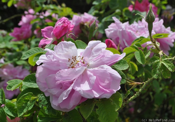 '<i>Rosa damascena semperflorens</i>' rose photo