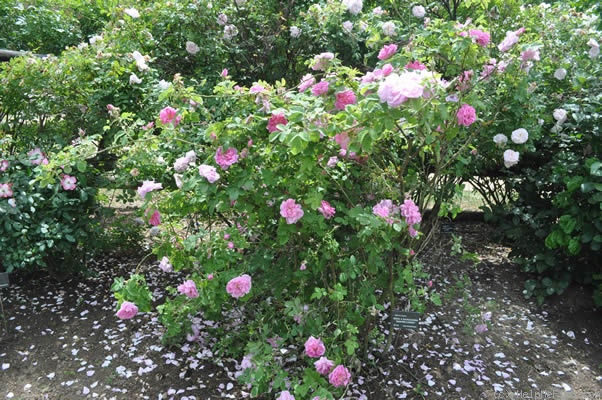 '<i>Rosa damascena semperflorens</i>' rose photo