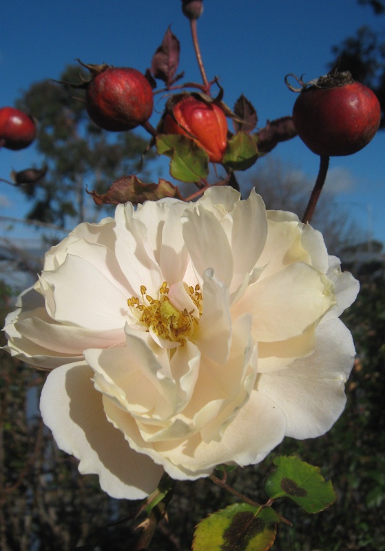 'Mrs. Hugh Dettmann' rose photo