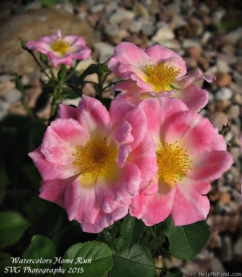 'Watercolors Home Run' rose photo