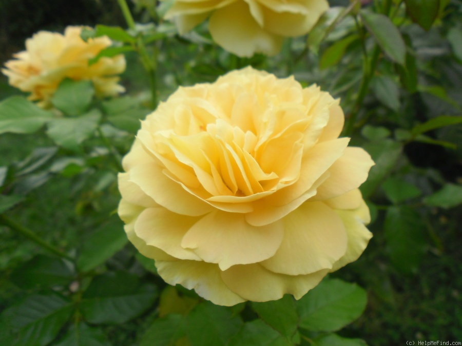 'Summertime (hybrid tea, Meilland Richardier, 2011)' rose photo