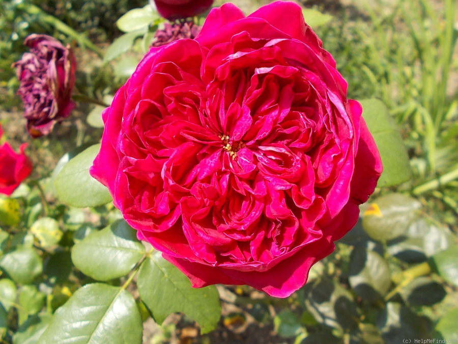 'Alain Souchon ®' rose photo