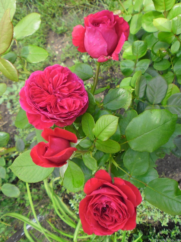 'Alain Souchon ®' rose photo