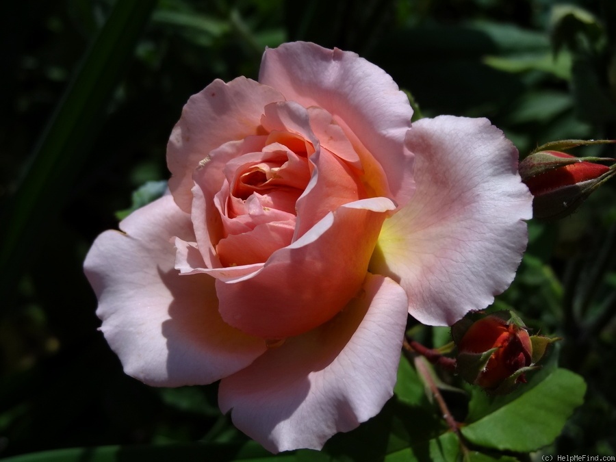 'Versigny ®' rose photo