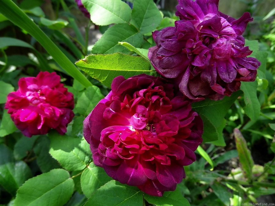 'Indigo (portland, Laffay, 1843)' rose photo