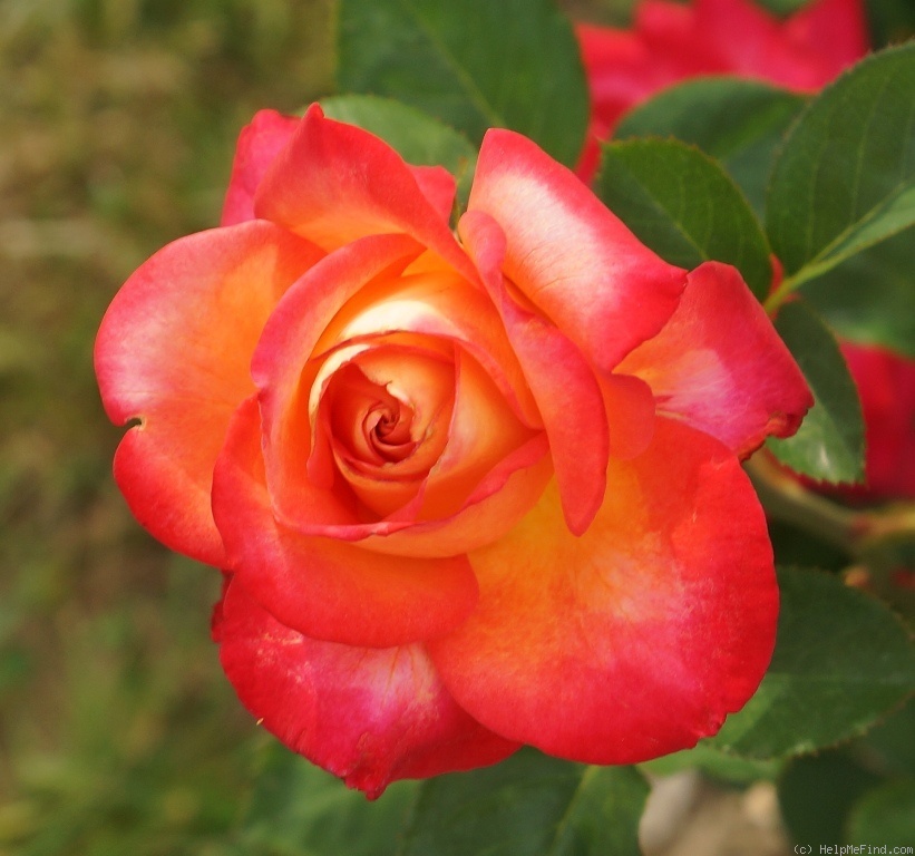 'Agrocampus Ouest' rose photo