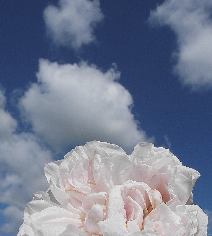 'Malmaison, Cl.' rose photo