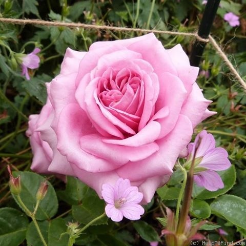 'Charlotte of Fife' rose photo