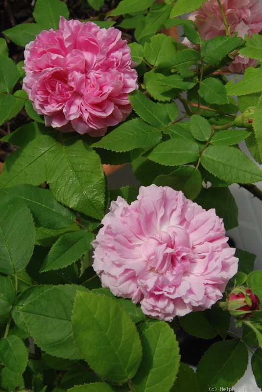 'Jacques Cartier' rose, click to enlarge 'Jacques Cartier' rose photo